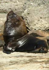 animales